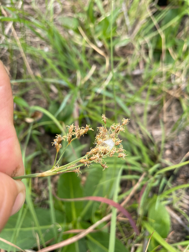 Fimbristylis complanata observed 2025-10-26