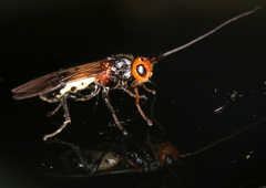 Braconinae