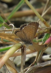 Brephidium pseudofea