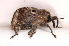 Perissops ocellatus