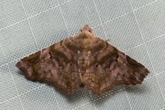 Aroana rubra