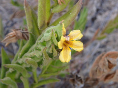 Goodenia amplexans