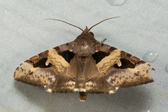 Avatha bubo