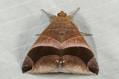 Bastilla acuta