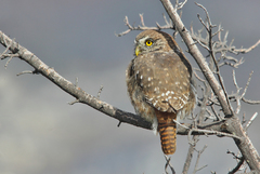 Glaucidium nana