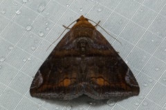 Buzara onelia