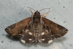 Ercheia cyllaria