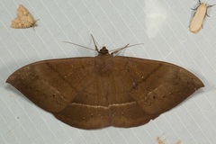 Lygniodes schoenbergi