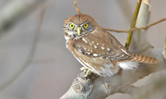 Glaucidium nana
