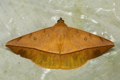Hamodes pendleburyi