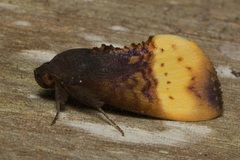 Heoeugorna flavicincta