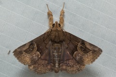 Ommatophora luminosa