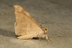 Oxyodes scrobiculata