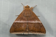 Parallelia calefaciens