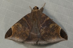 Pindara illibata