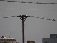 Acridotheres javanicus