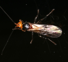 Braconinae