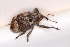 Perissops ocellatus