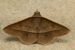 Tochara olivacea