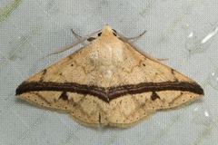 Ugia eugrapha