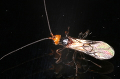 Braconinae