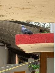 Columba livia domestica