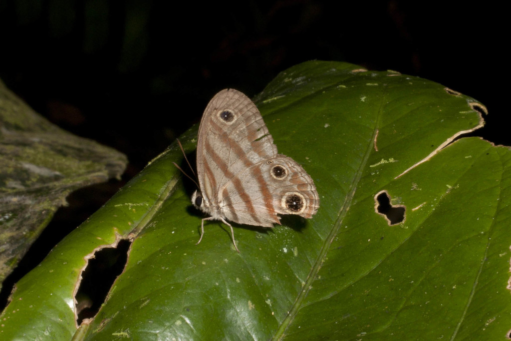 Euptychia rufocincta
