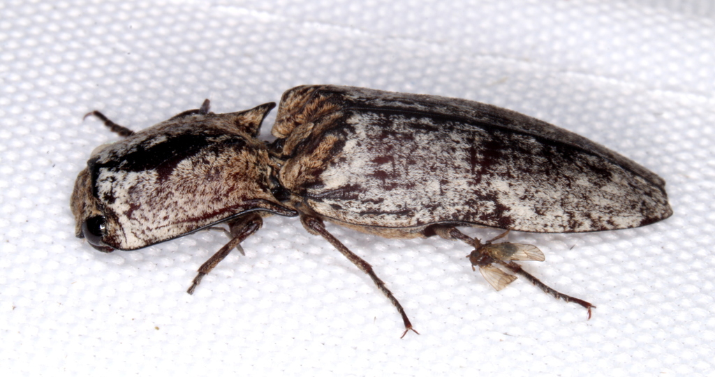 Cryptalaus prosectus