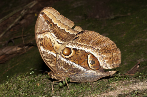 Caligopsis seleucida