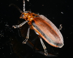 Poneridia semipullata