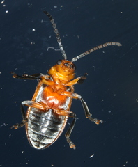 Poneridia semipullata