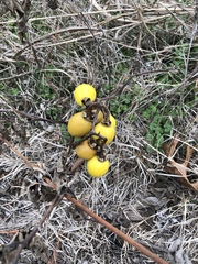 Solanum dimidiatum