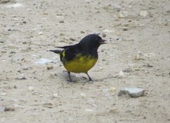 Spinus xanthogastrus