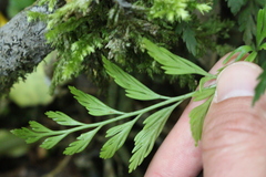 Asplenium appendiculatum appendiculatum