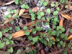 Nertera dichondrifolia