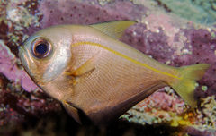 Pempheris compressa
