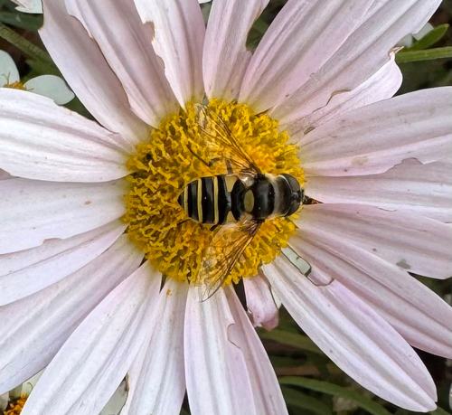 Unknown species found near Wythe Ct, Fredericksburg, VA, US