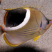 Saddle Butterflyfish - Photo (c) Erik Schlogl, some rights reserved (CC BY-NC), uploaded by Erik Schlogl