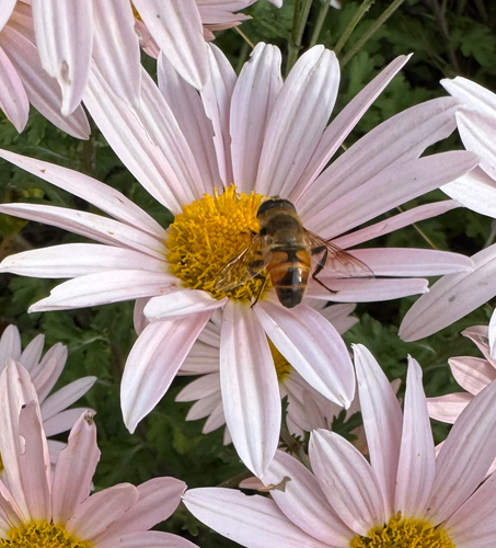 Unknown species found near Wythe Ct, Fredericksburg, VA, US