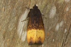 Heoeugorna flavicincta