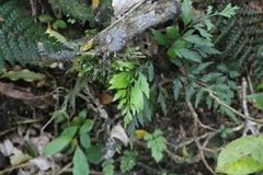 Asplenium appendiculatum appendiculatum