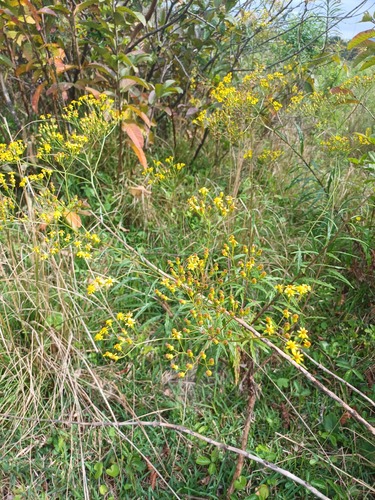 Manyflower Ragwort
