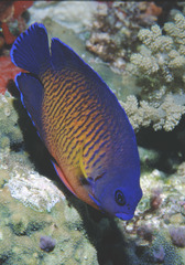 Centropyge bispinosa