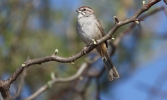 Rhynchospiza strigiceps