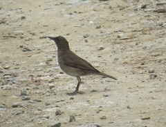 Turdus ignobilis