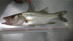 Centropomus parallelus