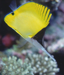 Forcipiger longirostris