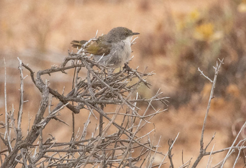 iNaturalist image