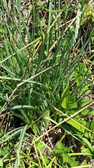 Dipcadi marlothii