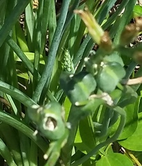 Dipcadi marlothii